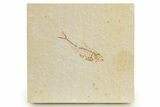 Juvenile Fossil Fish (Diplomystus) - Wyoming #320194-1